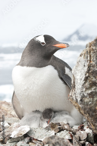 Female and gentoo penguin chicks.