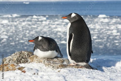 Gentoo penguin couple on the background of the ocean.