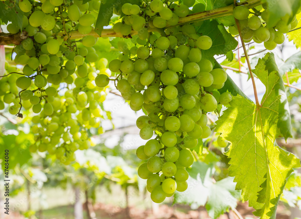 Green Grapes on the vine Green Grapes on the vine