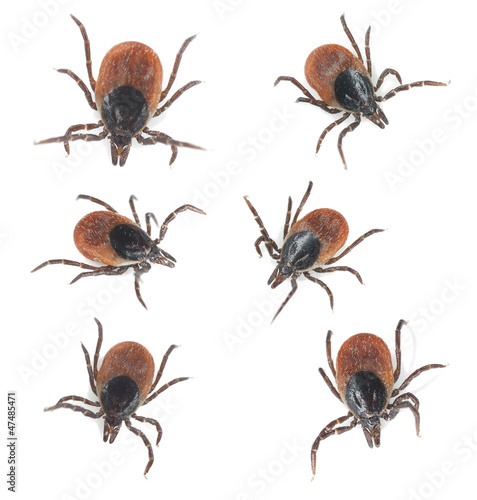 Tick collection isolated on white background