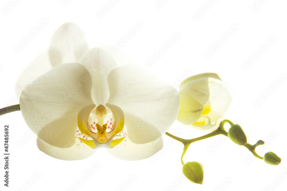 Naklejka premium Orchid