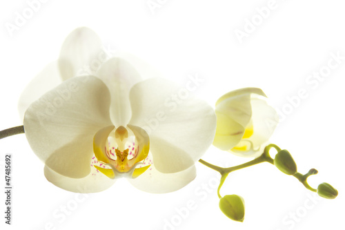 Fototapeta Naklejka Na Ścianę i Meble -  Orchid