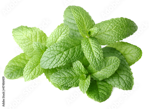 Fresh mint on a white background