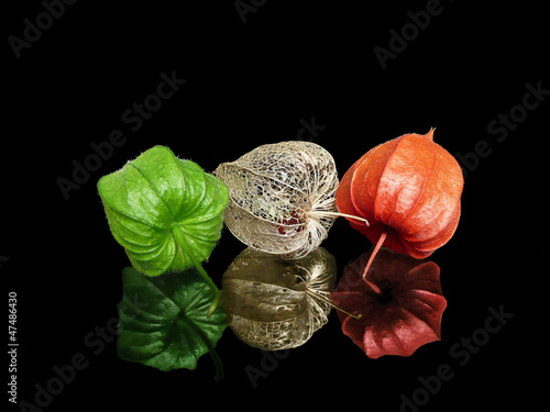 Photography Green, Red, Dry Lampions in Three Growth Stages