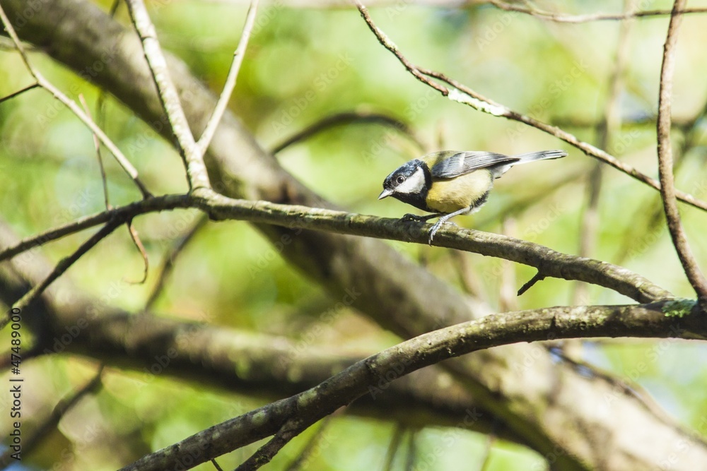 Fototapeta premium Great Tit on forest