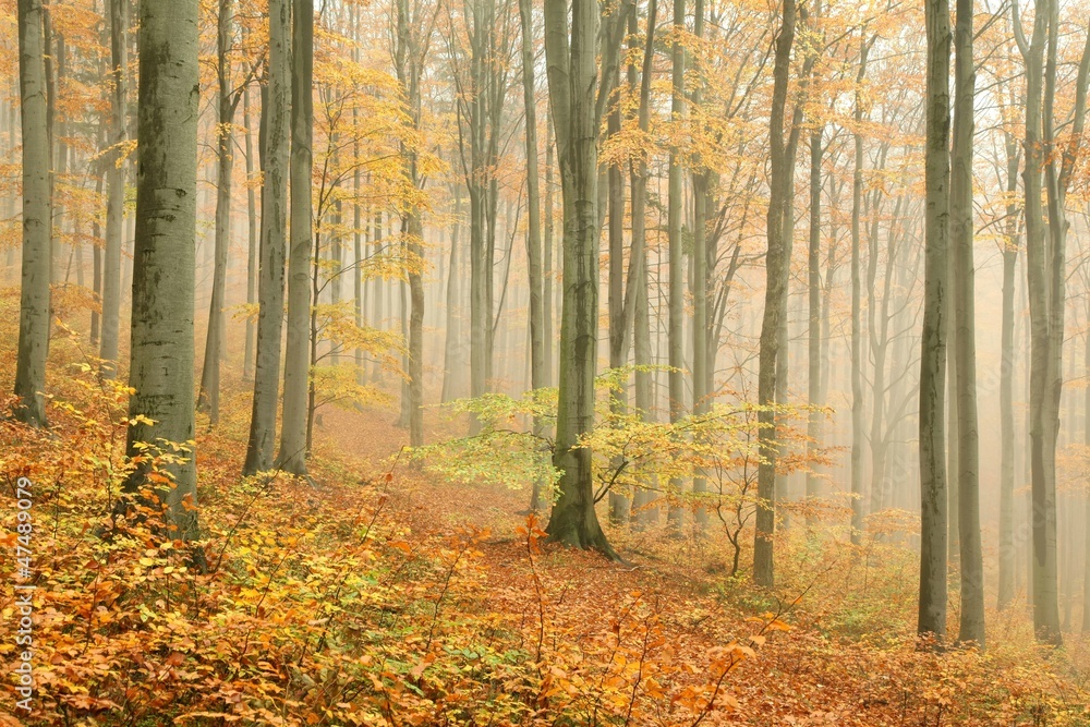 Obraz premium Autumn beech forest surrounded by mountain mist
