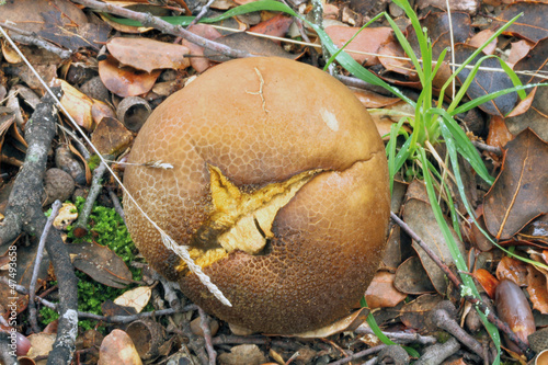 Licoperdon piriforme, lycoperdon pyriforme photo