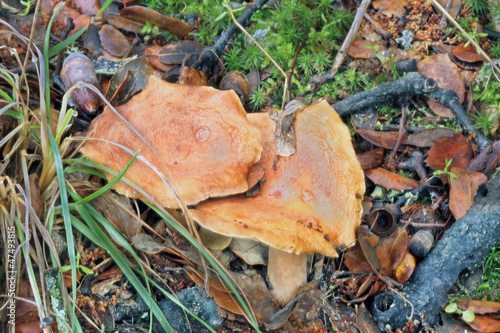 Níscalo falso, lactarius torminosus photo