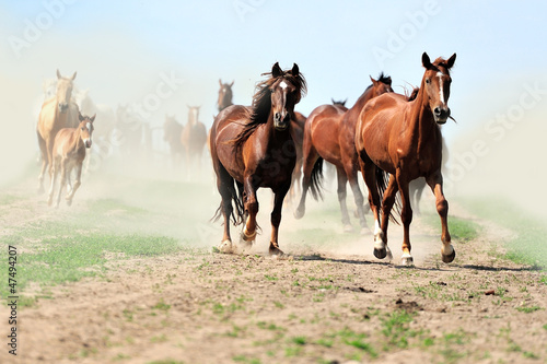 Horse