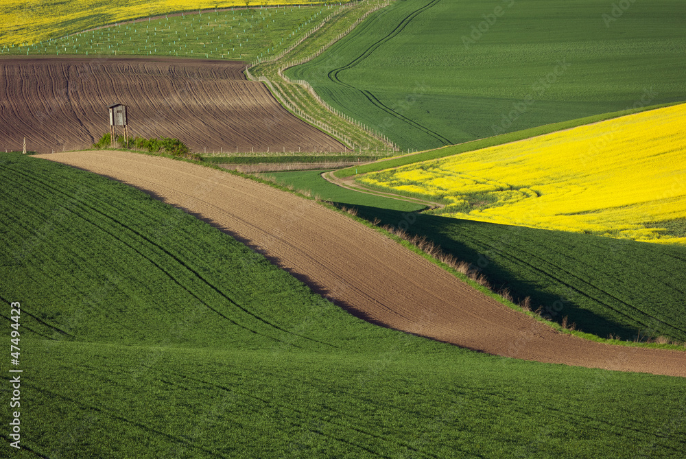 Obraz premium Spring field