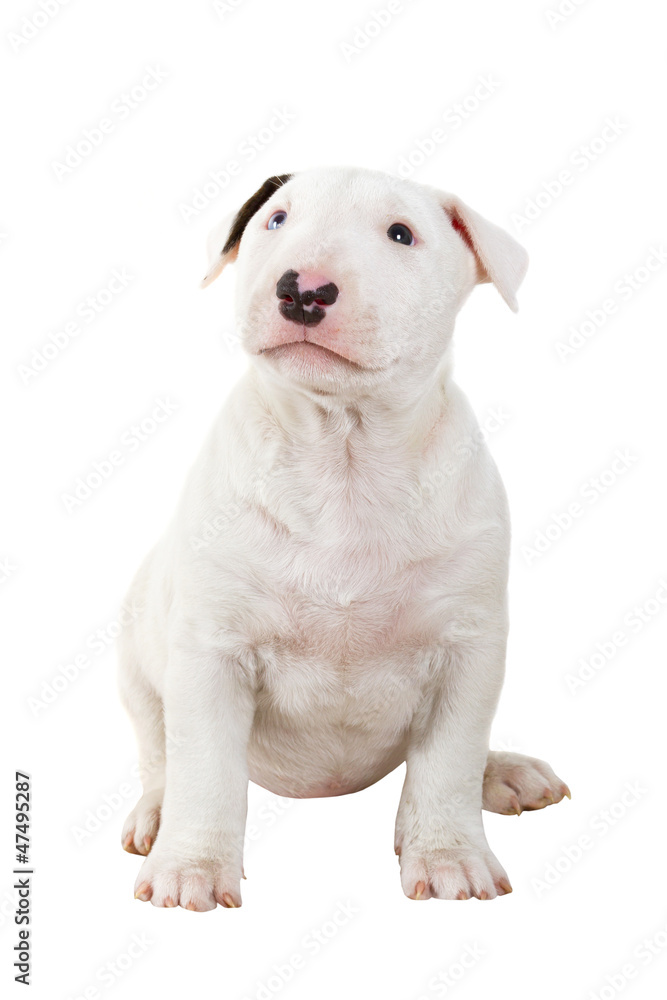 Adorable bullterrier puppy isolated over white