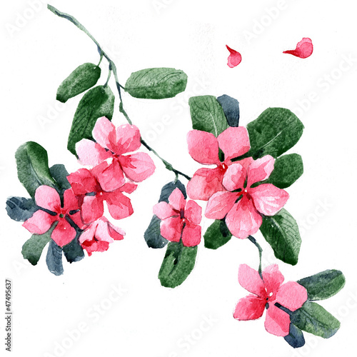 Watercolor flowers in a classical style on a white background