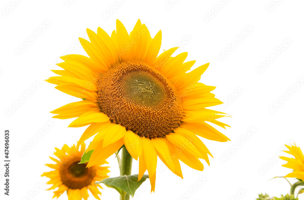 Obraz premium sunflowers