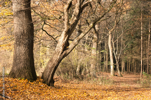 Old Trees in autumnal Forest