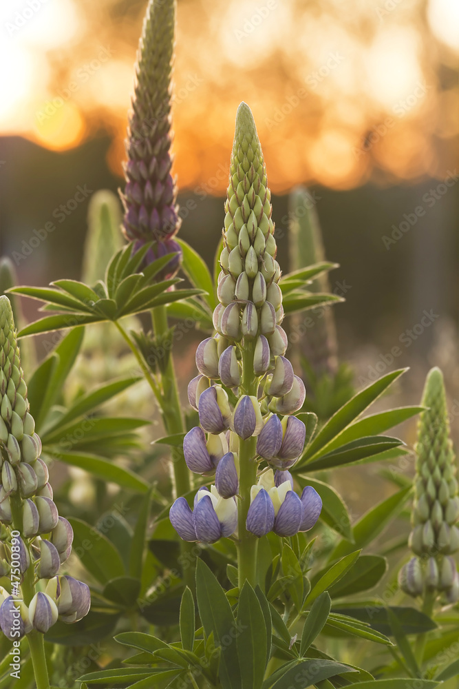 Lupin in garden, sunlight in background Lupin in garden, sunlight in background