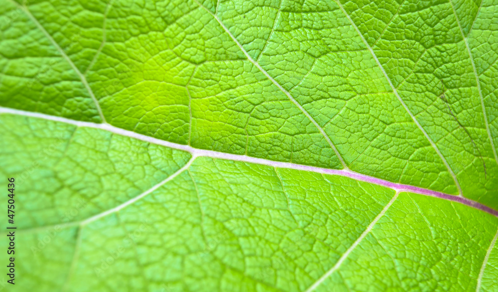 leaf background leaf background