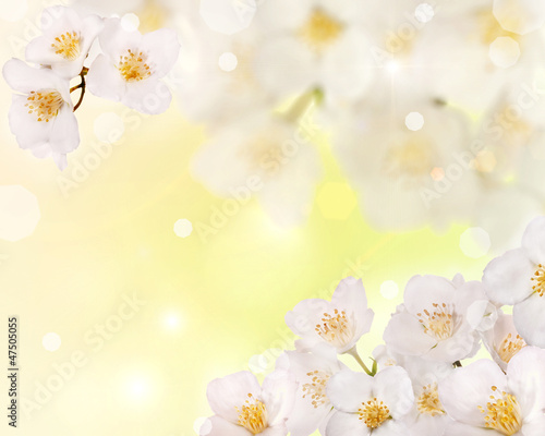 jasmine flowers corner on light background