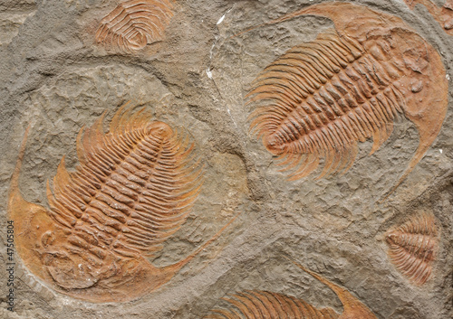 Fossils
