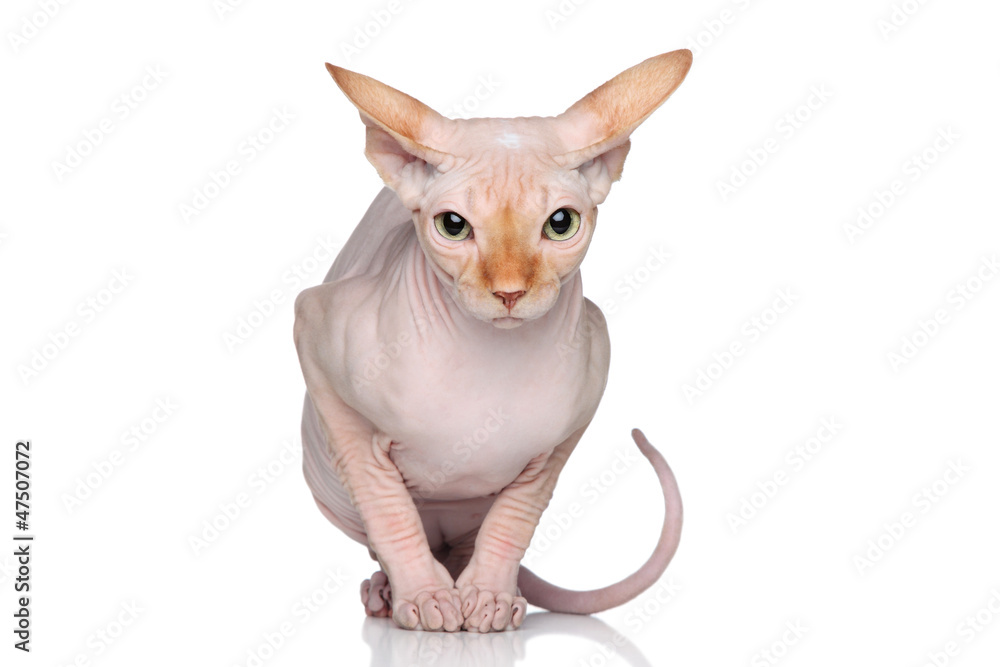 Sphynx cat on white background Stock Photo | Adobe Stock