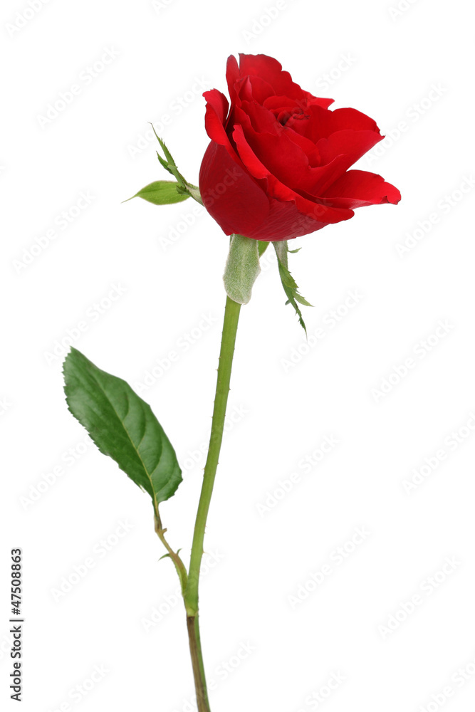 Red Rose Red Rose