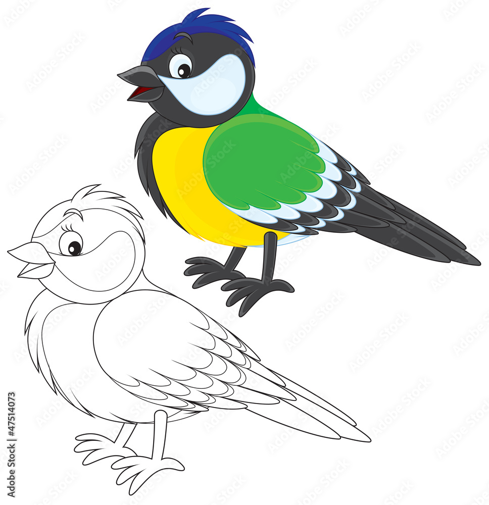 Obraz premium Tomtit