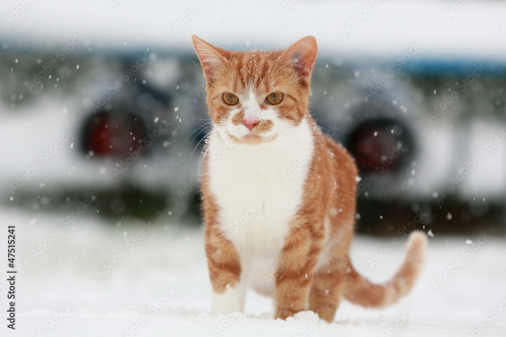 Rote Katze im Schnee Rote Katze im Schnee