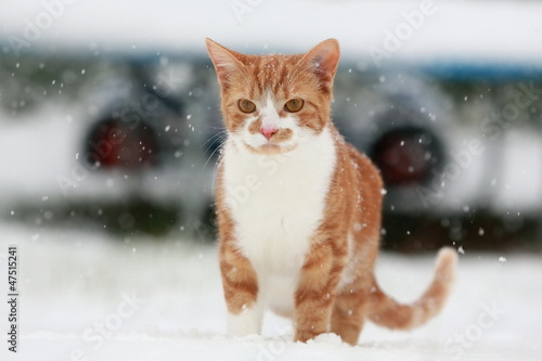 Rote Katze im Schnee