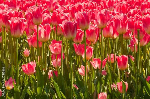 Quadro su tela prato tulipani rosa, sfondo fiorito