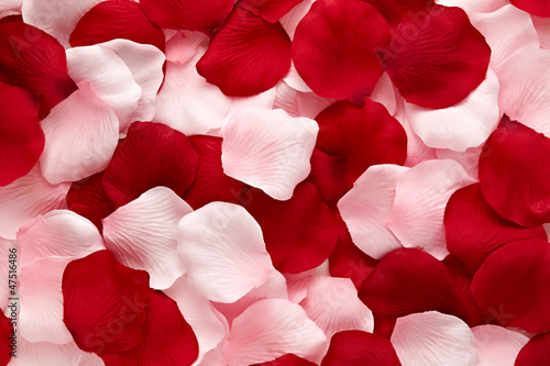 Romantic red and pink rose petals photo