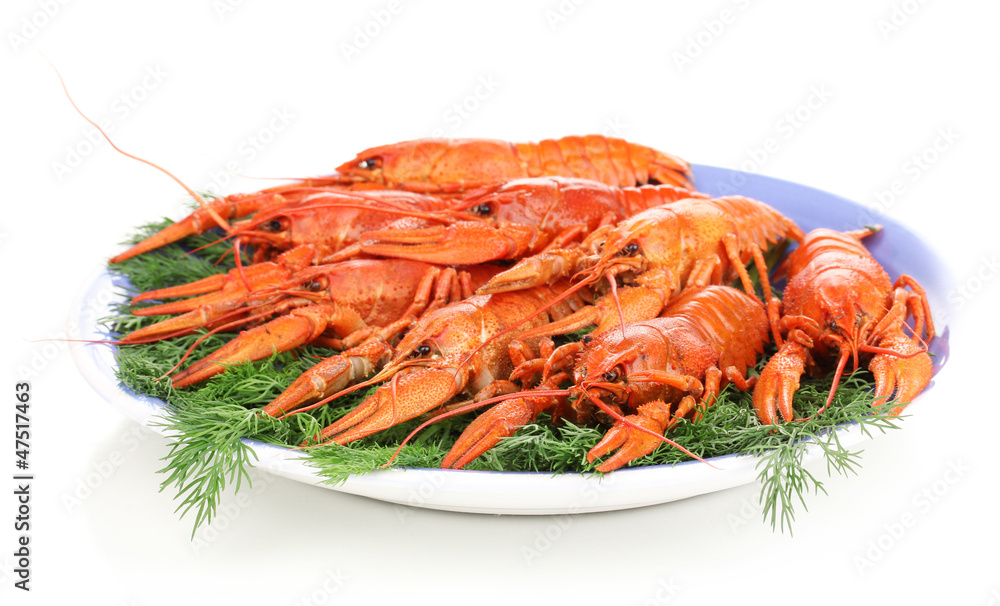 Tasty boiled crayfishes with fennel on plate isolated on white Tasty boiled crayfishes with fennel on plate isolated on white