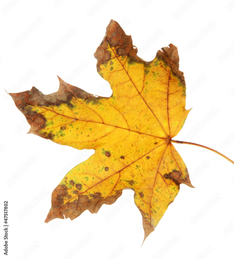 bright autumn leaf, isolated on white bright autumn leaf, isolated on white