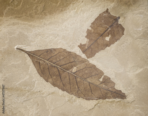 two fossil leaves photo