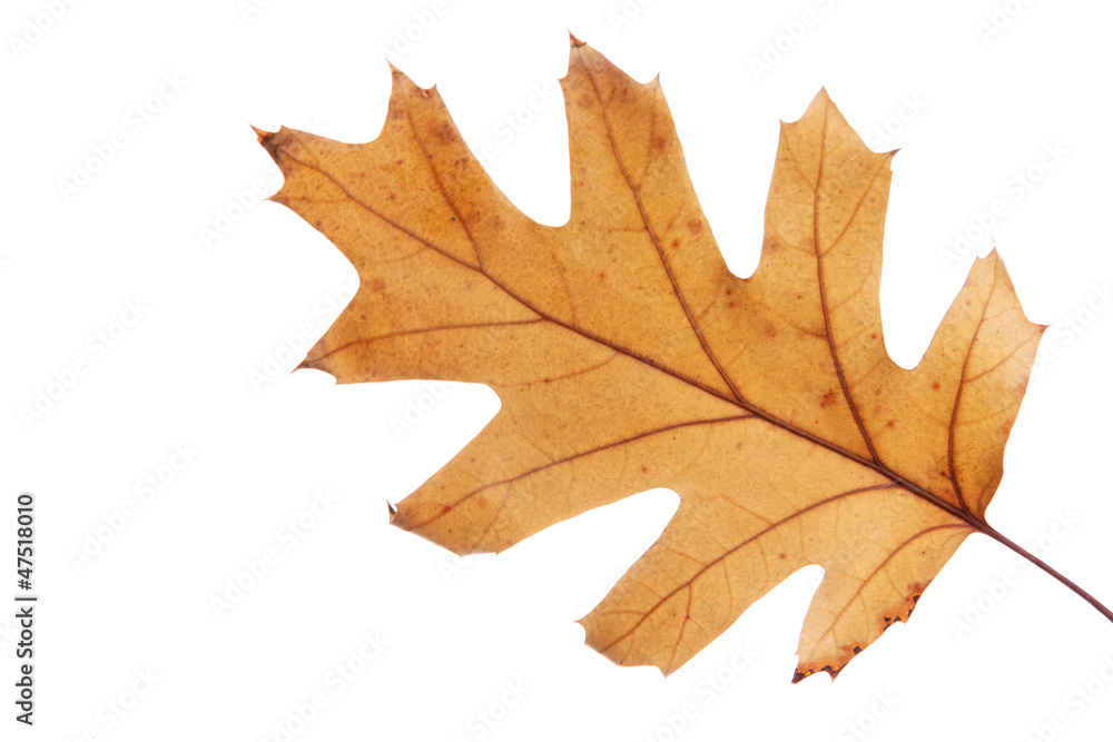 bright autumn leaf, isolated on white bright autumn leaf, isolated on white