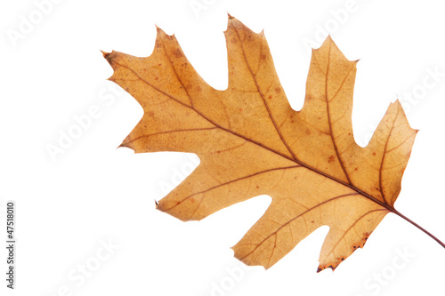 bright autumn leaf  isolated on white