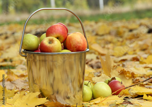 pail of fresh ripe apples in garden on autumn leaves