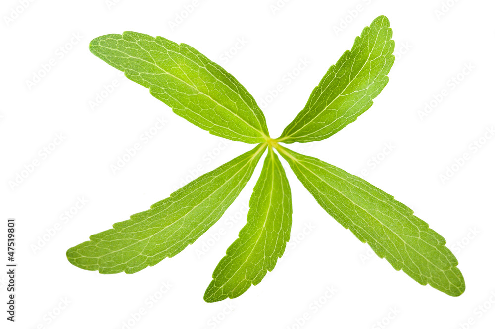 stevia rebaudiana stevia rebaudiana