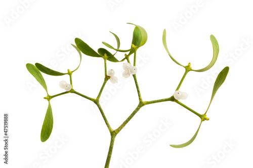Plakat w ramie mistletoe