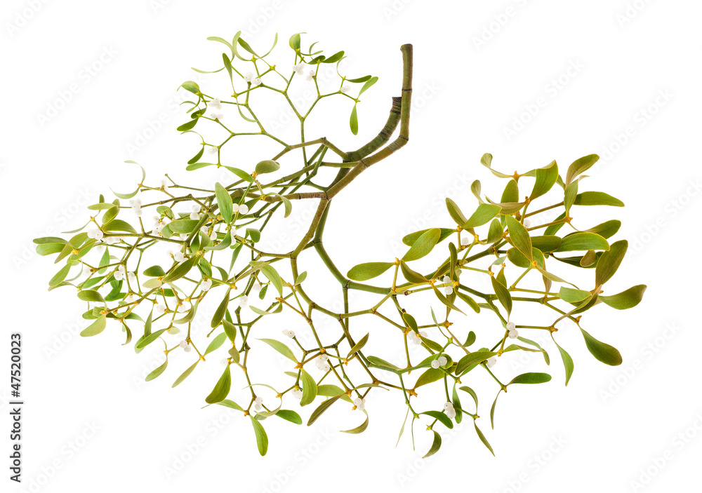 Fotografía mistletoe