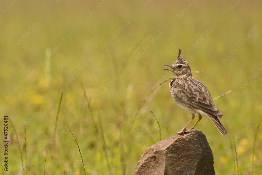 MALABAR CRESTED LARK - Bird in a natural background MALABAR CRESTED LARK - Bird in a natural background