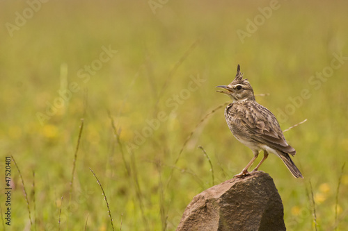 MALABAR CRESTED LARK - Bird in a natural background