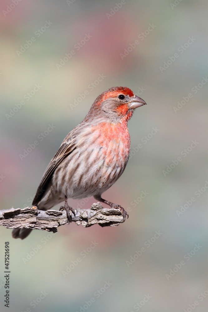 Male House Finch (Carpodacus mexicanus) Male House Finch (Carpodacus mexicanus)