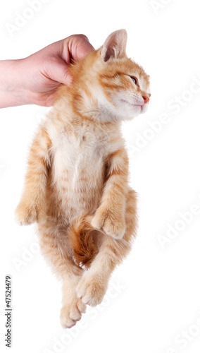 Hand holding kitten by the scruff of its neck.