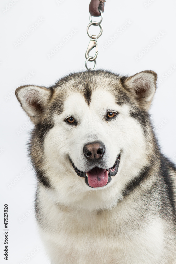 Fototapeta premium Alaska sled dog