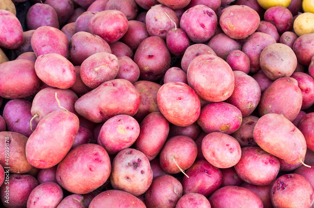 Freshly harvested red potatoes Freshly harvested red potatoes