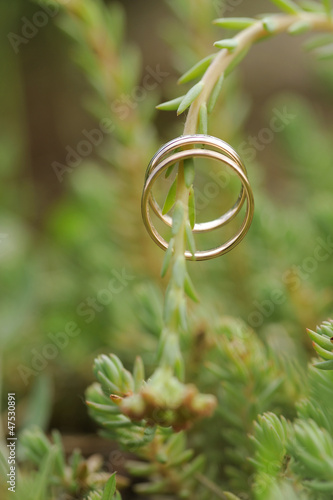 Wedding Rings on Plant