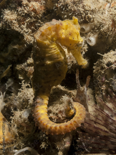 Common Seahorse - Hippocampus taeniopterus photo