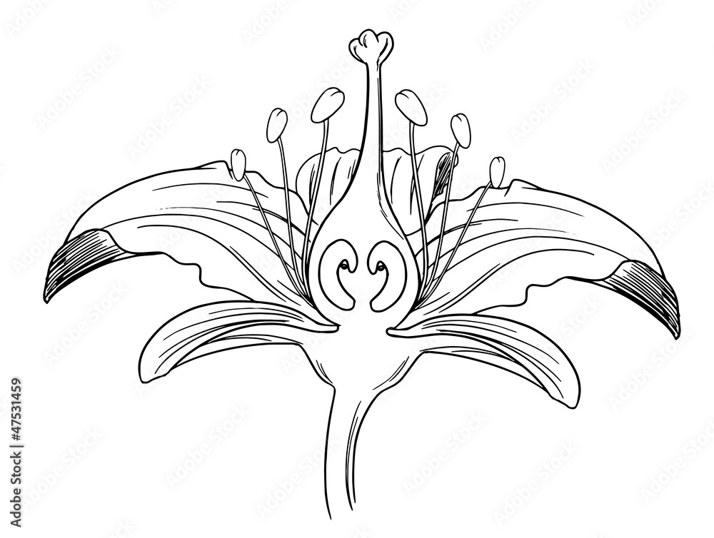 Tiger lily flower outline Stock Vector | Adobe Stock