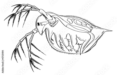 Daphnia