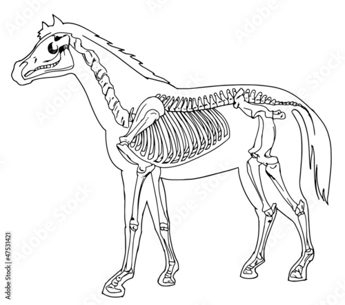 Horse skeleton