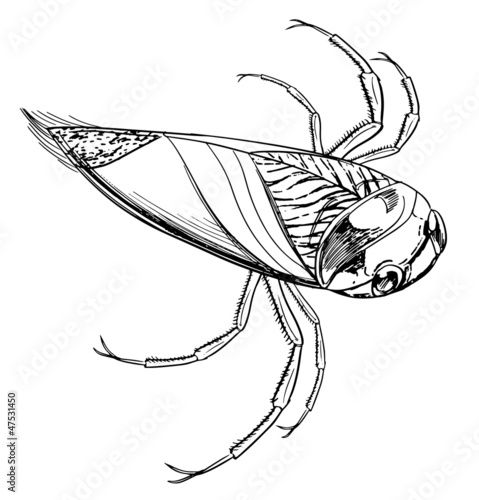 Water beetle
